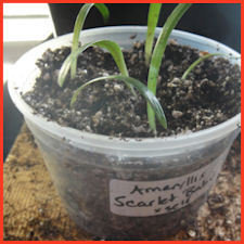 plastic cup containing 5 seedlings like blades of grass