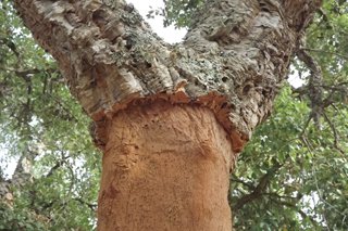 cork tree