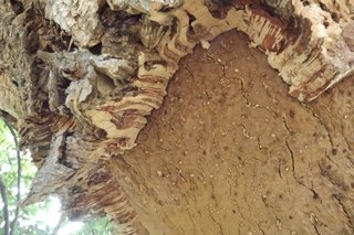 cork tree