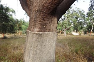 cork tree