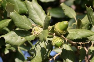 acorns