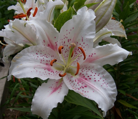 Muscadet Lily with wavy petal edges
