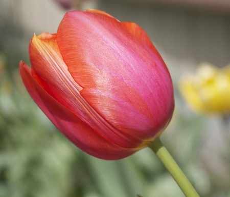 Tulip bloom with inward-curved petals