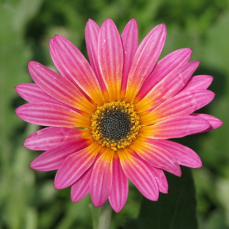 African Daisy fully opened