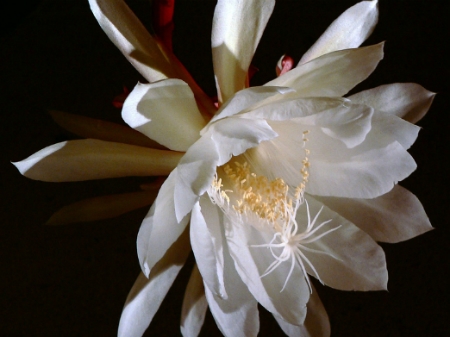 Queen of the Night cereus cactus