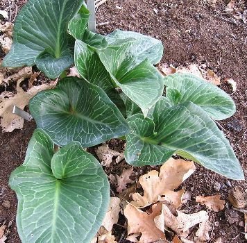 Arum pictum foliage, image from wikimedia commons