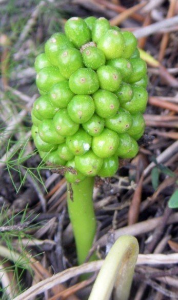 Arum pictum seed head, by Zaragoza Isidro Martínez