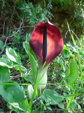 Arum Pictum in bloom, by Matteo Paolo Tauriello