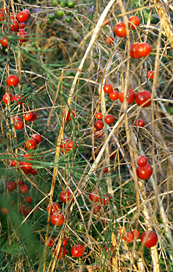 asparagus berries