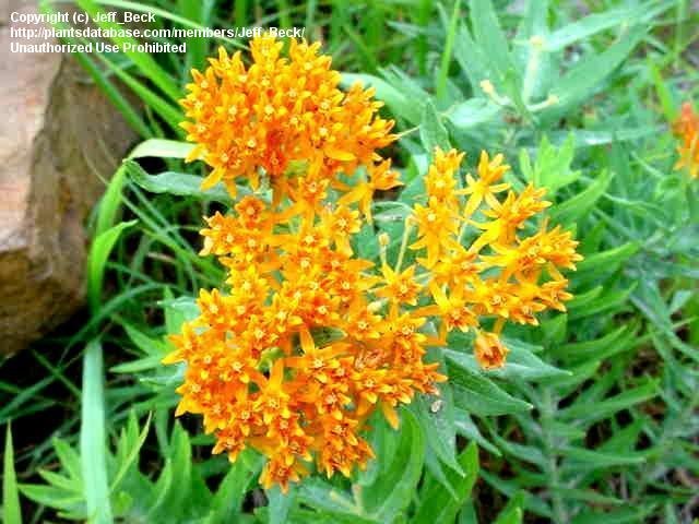 butterfly weed orange flower cluster