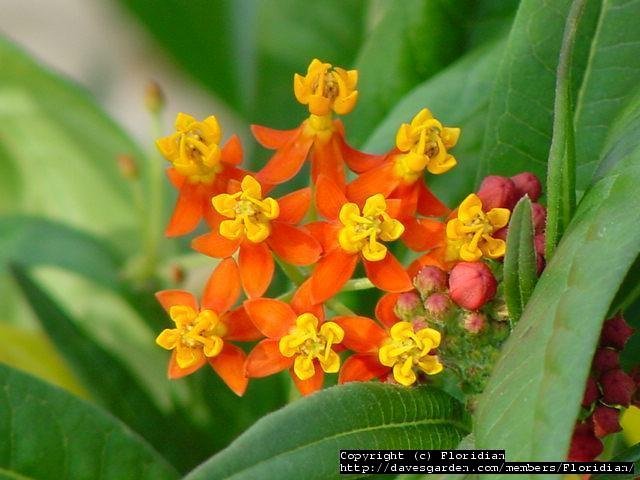 close up of yellow and red milkweed flowers