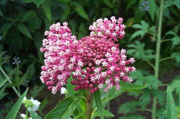 pink swamp milkweed blooms