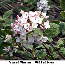 viburnum