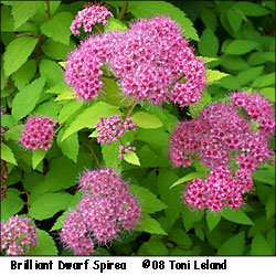 spirea