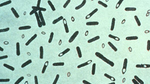 Clostridium Botulinum Spoiling Bacteria