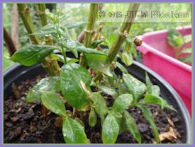 green shoots at base of old stalks