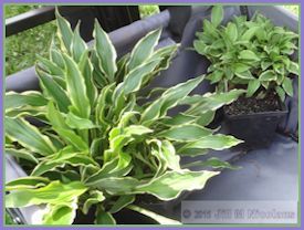 crowded pots of hosta in cart