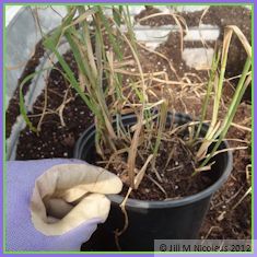 bargain pot of ornamental grass