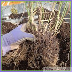 grasping portion of roots and grass tops