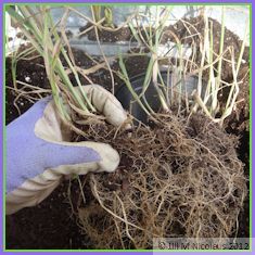 portion of grass plant and roots starting to separate