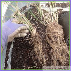 large and small clumps of grass and roots