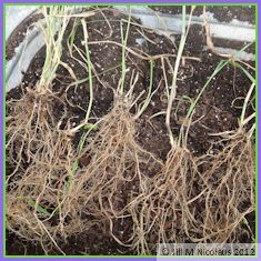 6 well rooted divisions spread across potting bench