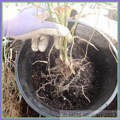 planting clump in center of pot