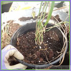 tuft of grass potted up