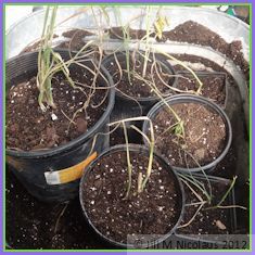 group of potted grass divisions