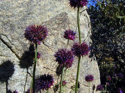 Chia (S. columbariae) growing along Highway 195 in Joshua Tree National Park, CA