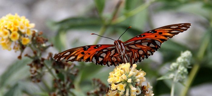 great spangled fritillary