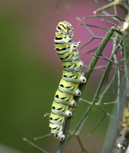 swallowtail cat