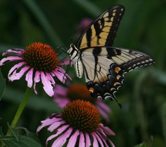 tiger swallowtail