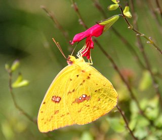 sulphur