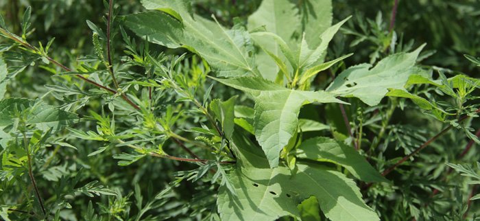common and great ragweed plants
