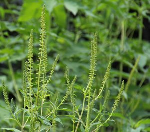 great ragweed blooms