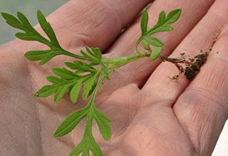 common ragweed seedling