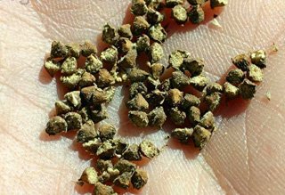 ragweed seed