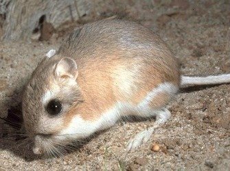 Kangaroo rat