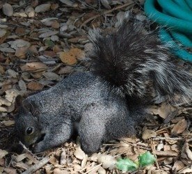 Western grey squirrel