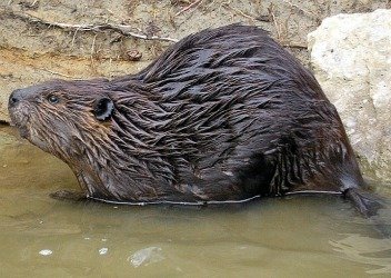 Beaver