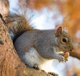 eastern gray squirrel