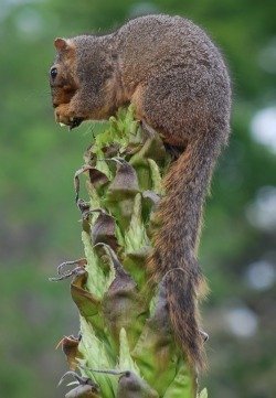 fox squirrel eating