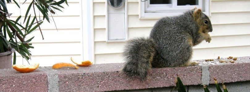 squirrel diet 2