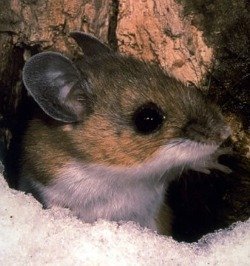 deer mouse one