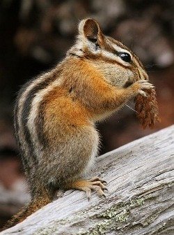 Chipmunk