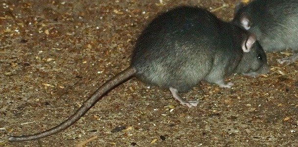 black rat