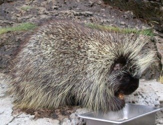 porcupine