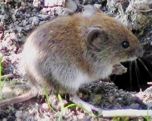 vole