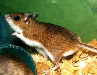 deer mouse 2